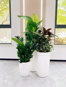 宁波前湾绿植出租价格